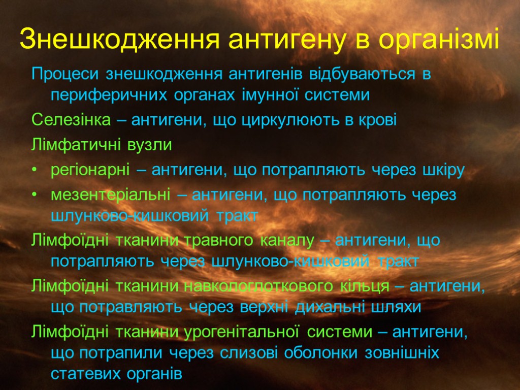 Знешкодження антигену в організмі Процеси знешкодження антигенів відбуваються в периферичних органах імунної системи Селезінка